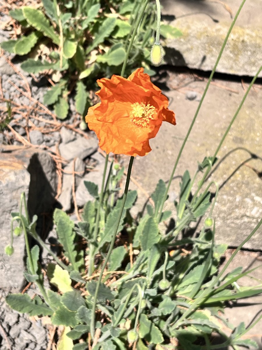 atlas-mohn