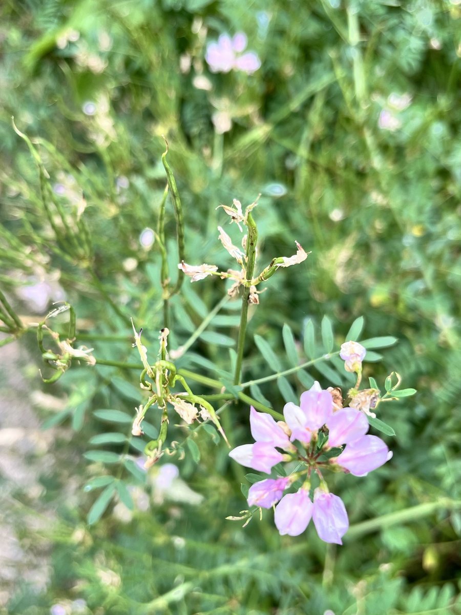 bunte-beilwicke