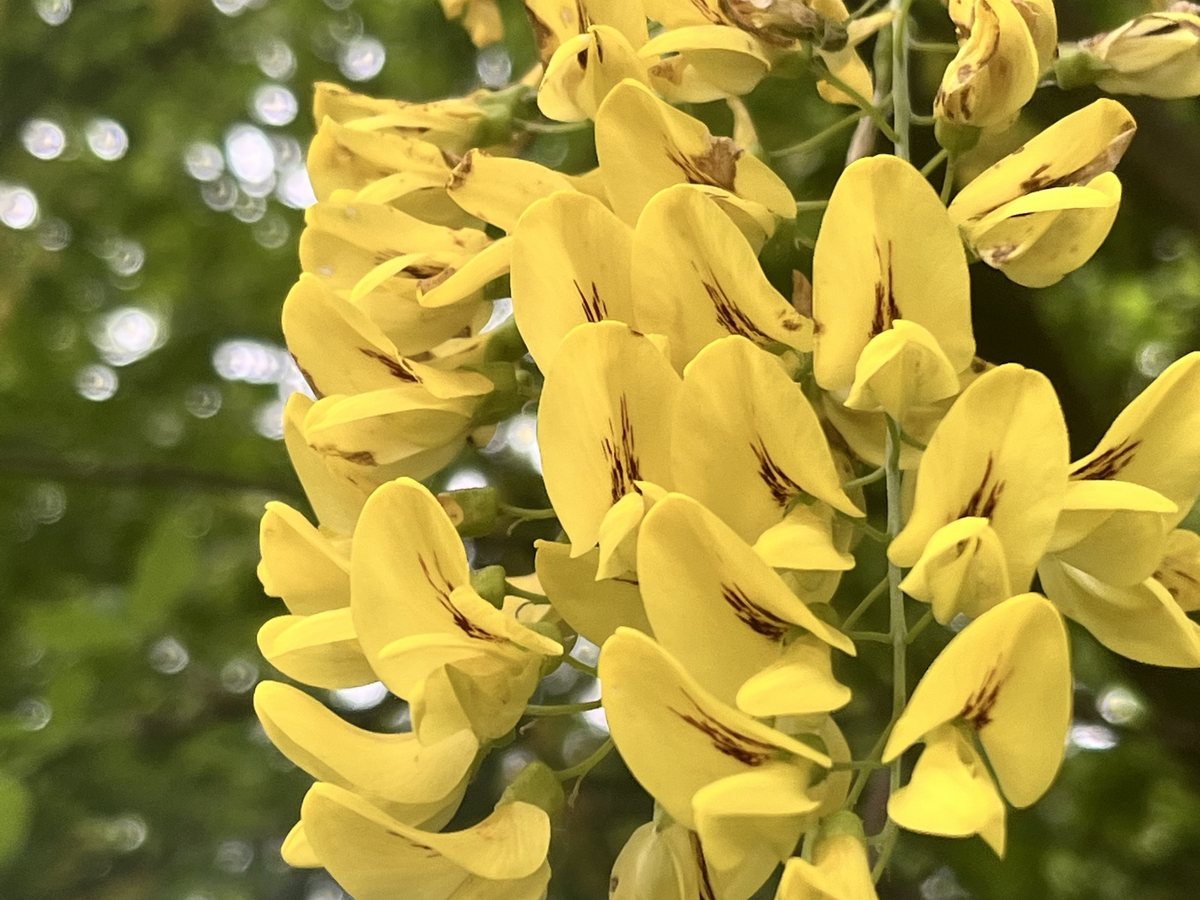 Gewöhnlicher Goldregen, Laburnum anagyroides Medik.