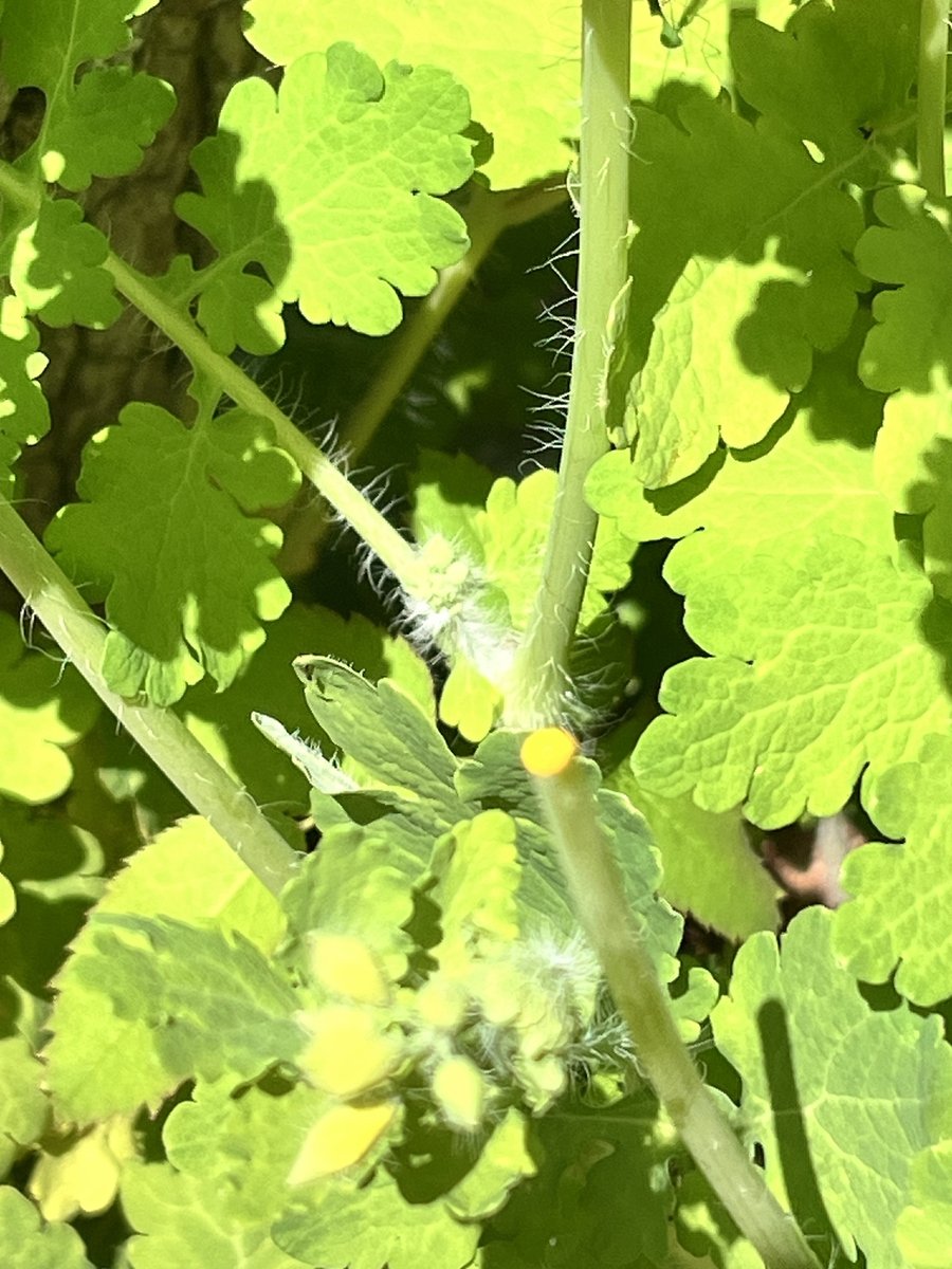 grosses-schoellkraut