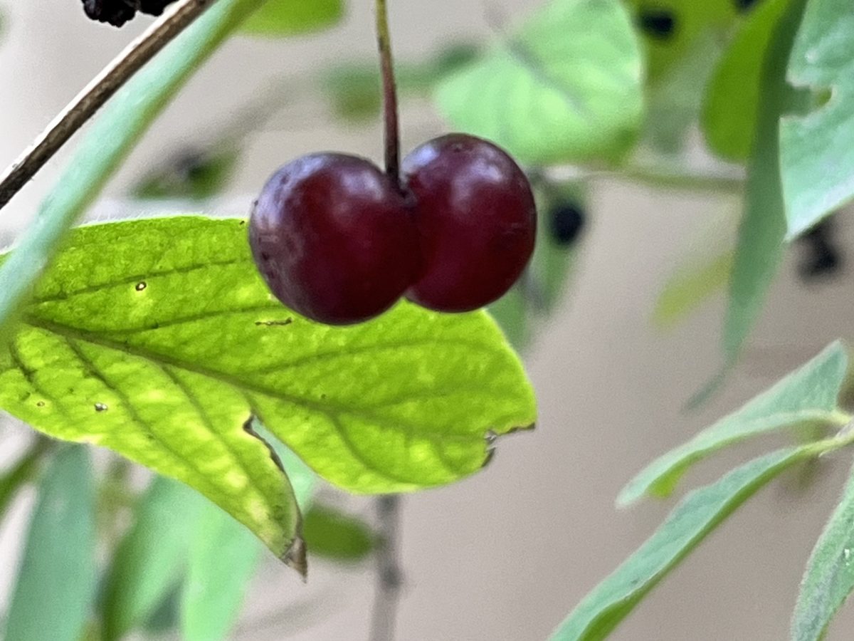Rote Heckenkirsche