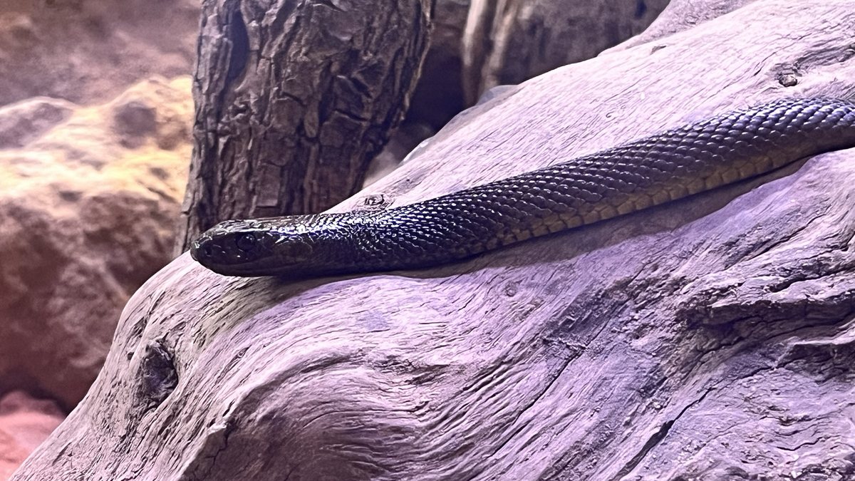 Inlandtaipan