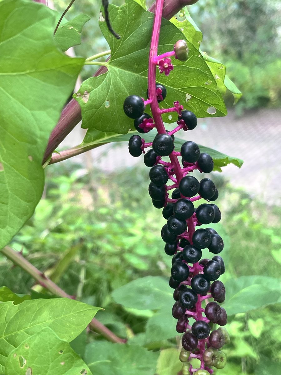 kermesbeeren