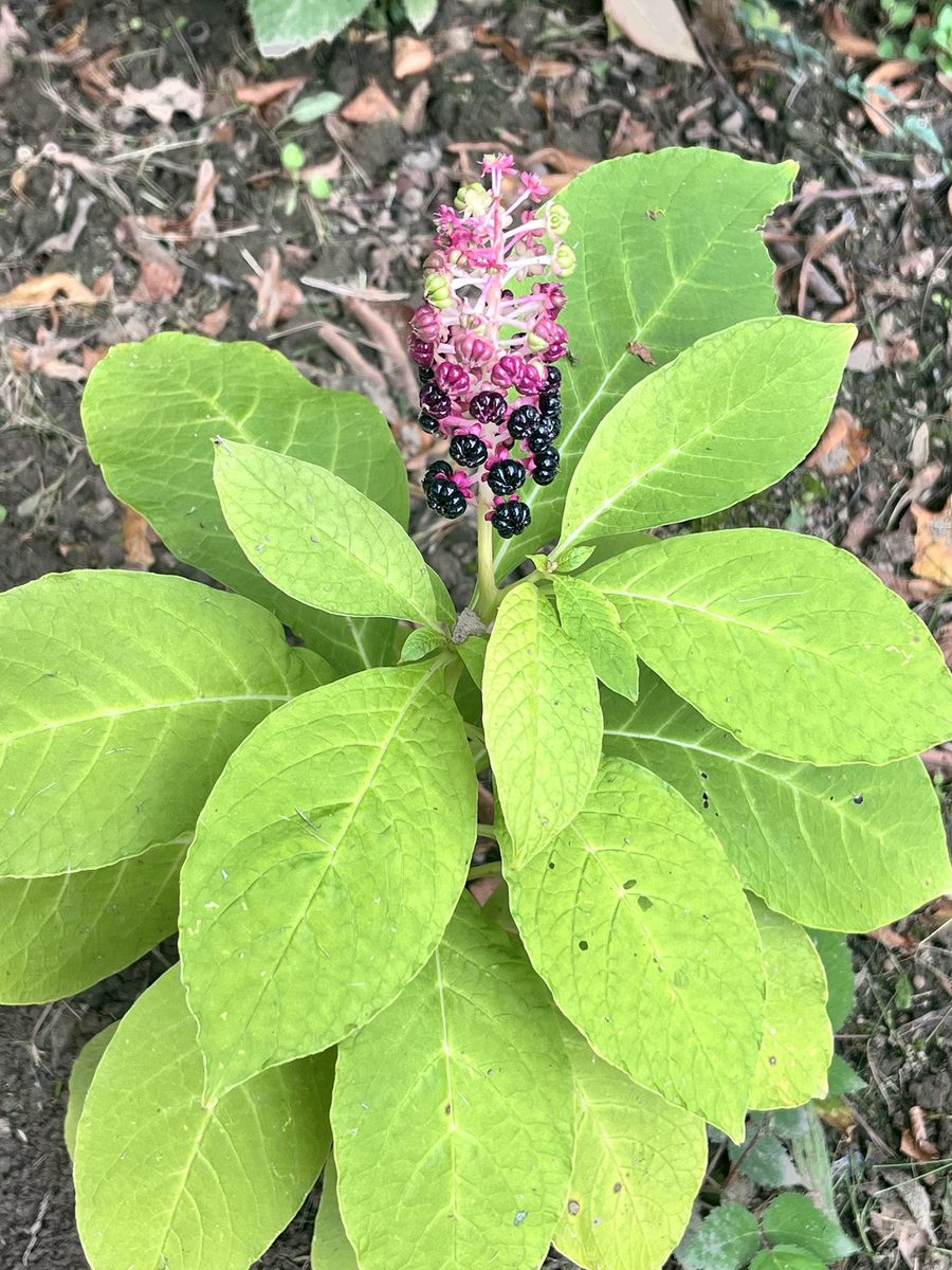 kermesbeeren