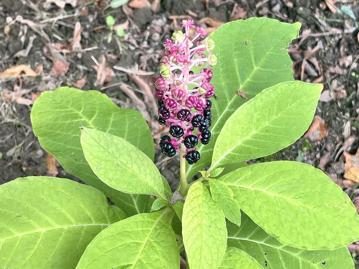 kermesbeeren