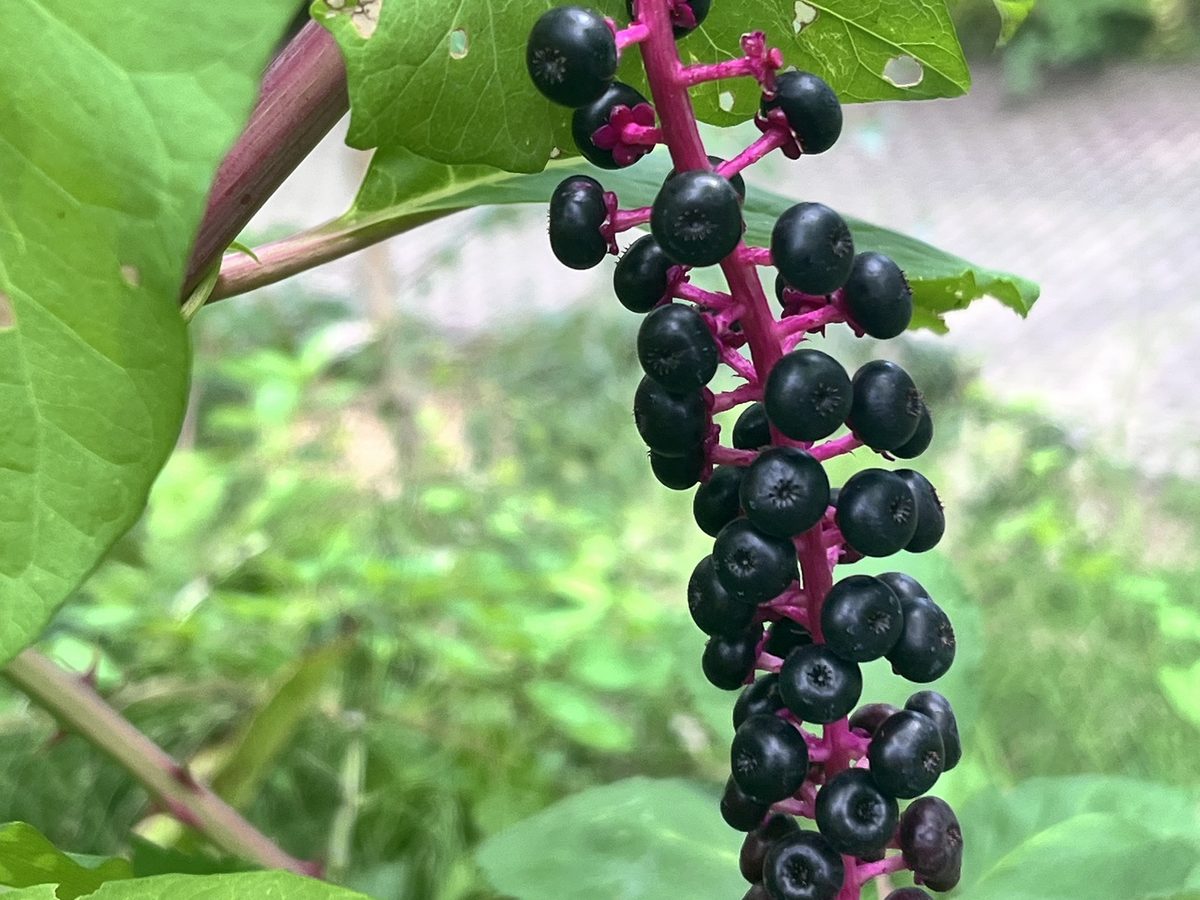 Kermesbeeren