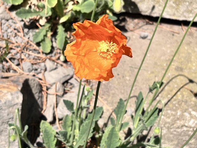 Atlas-Mohn, Papaver atlanticum (Ball) Coss.