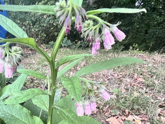Echter Beinwell, Symphytum officinale L.