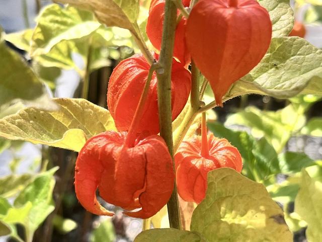 Gewöhnliche Blasenkirsche, Physalis alkekengi L.