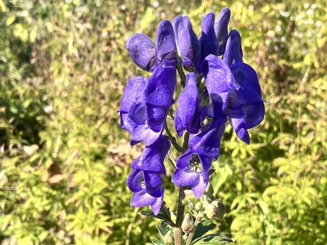 Blauer Eisenhut, Aconitum napellus L.