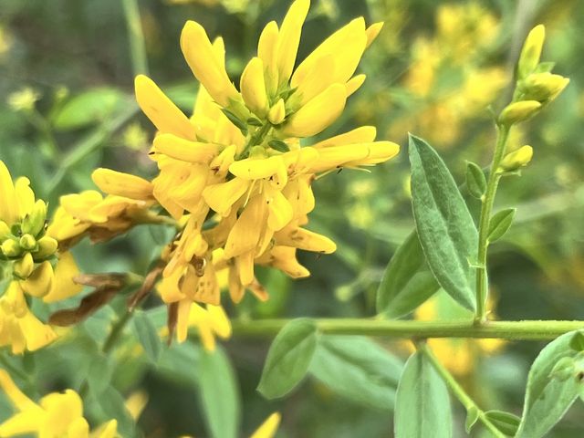 Färber-Ginster und Besenginster, Genista tinctoria L. · Cytisus scoparius (L.) Link