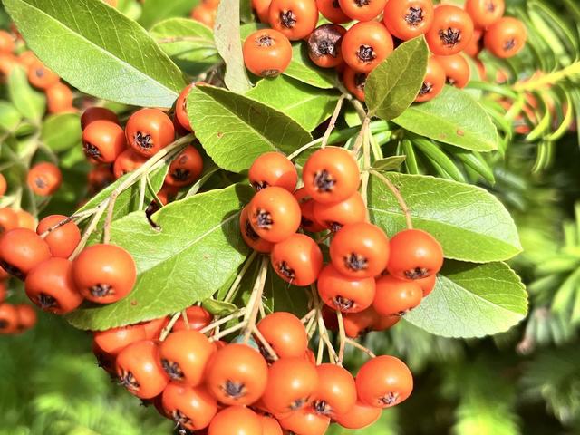 Mittelmeer-Feuerdorn, Pyracantha coccinea M. Roem.