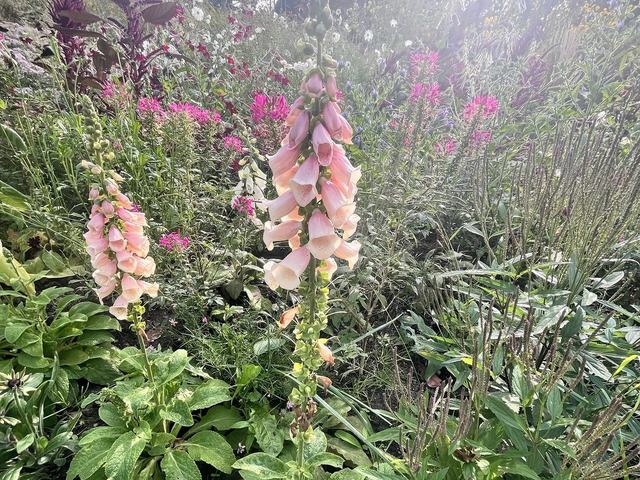 Roter Fingerhut, Digitalis purpurea L.