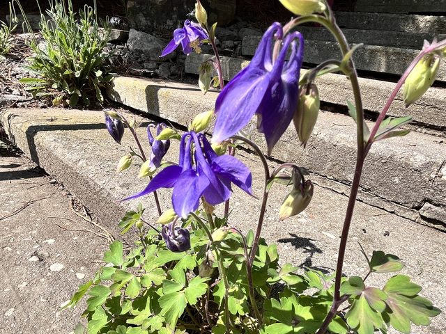 Gewöhnliche Akelei, Aquilegia vulgaris L.