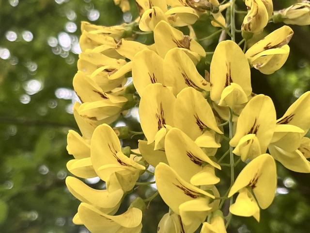Gewöhnlicher Goldregen, Laburnum anagyroides Medik.