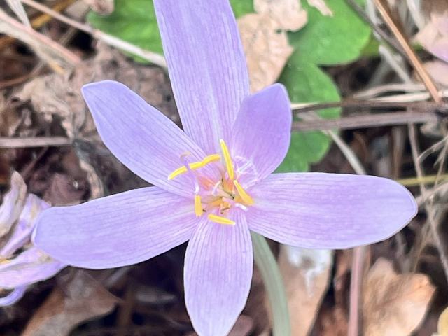 Herbst-Zeitlose, Colchicum autumnale L.
