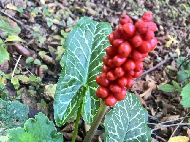Italienischer Aronstab, Arum italicum Mill.