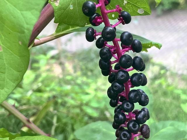 Kermesbeeren, Phytolacca