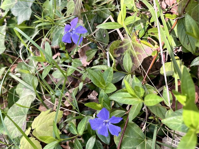 Kleines Immergrün, Vinca minor L.