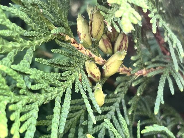 Abendländischer Lebensbaum, Thuja occidentalis L.