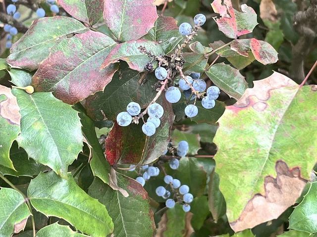 Gewöhnliche Mahonie, Mahonia aquifolium (Pursh) Nutt.