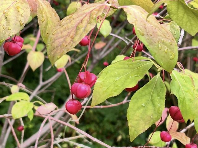 Breitblättriges Pfaffenhütchen, Euonymus latifolius (L.) Mill.
