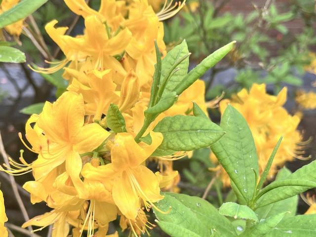 Pontische Azalee, Rhododendron luteum Sweet