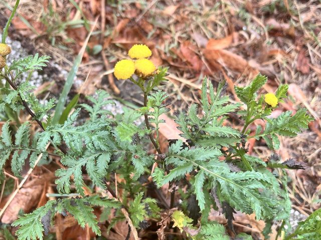Rainfarn, Tanacetum vulgare L.