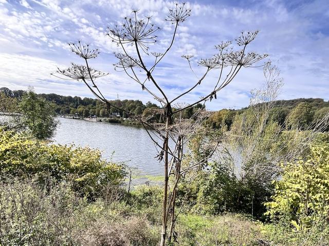 Riesen-Bärenklau, Heracleum mantegazzianum Sommier & Levier