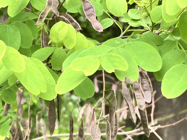 Gewöhnliche Robinie, Robinia pseudoacacia L.