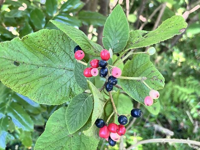 Schneeball, Viburnum