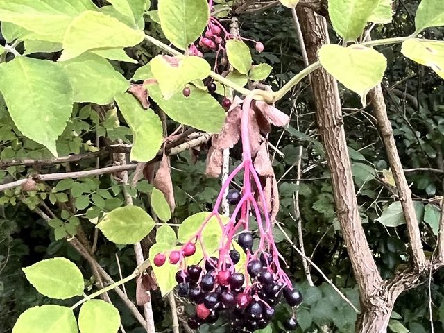 Schwarzer Holunder, Sambucus nigra L.