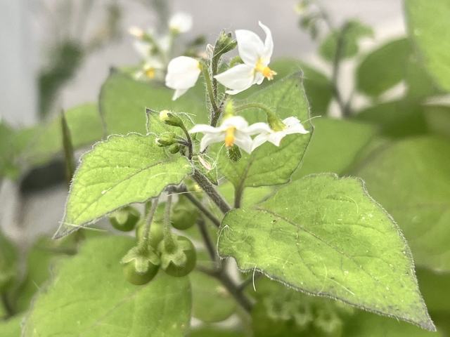 Schwarzer Nachtschatten, Solanum nigrum L.