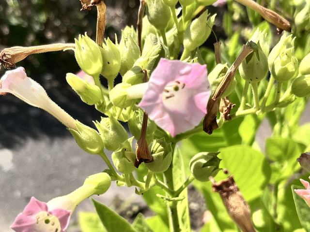 Virginischer Tabak, Nicotiana tabacum L.