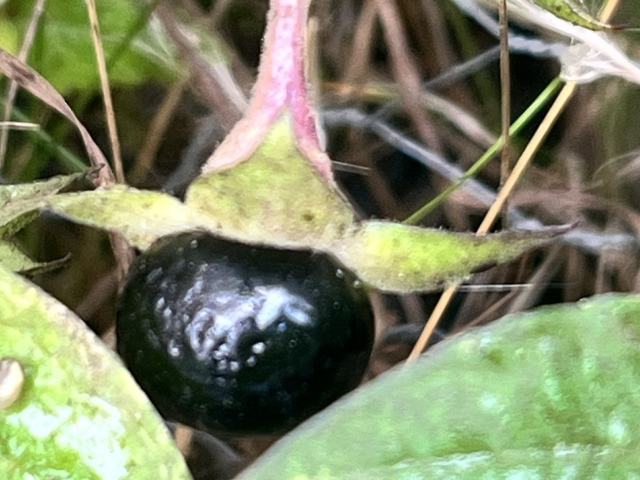Echte Tollkirsche, Atropa bella-donna L.