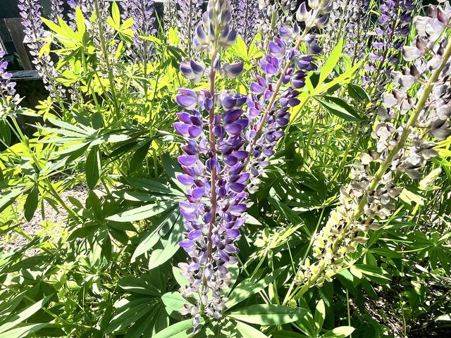 Vielblättrige Lupine, Lupinus polyphyllus Lindl.