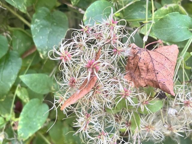 Gewöhnliche Waldrebe, Clematis vitalba L.