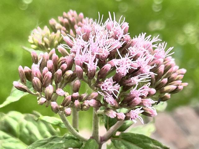 Gewöhnlicher Wasserdost, Eupatorium cannabinum L.