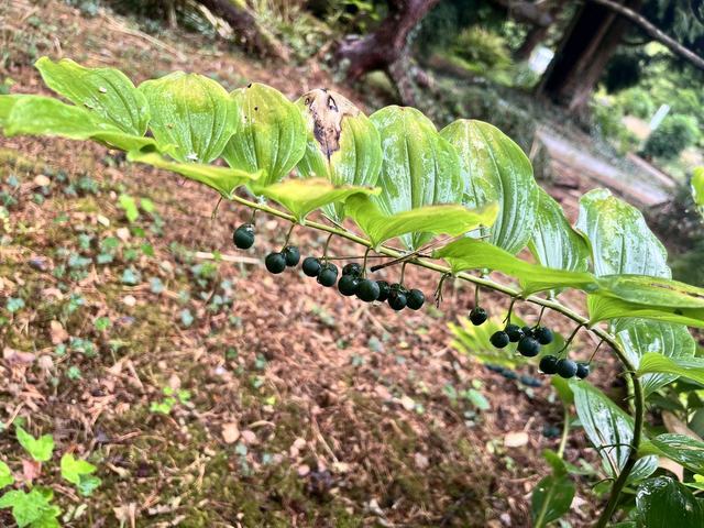 Vielblütige Weißwurz, Polygonatum multiflorum (L.) All.