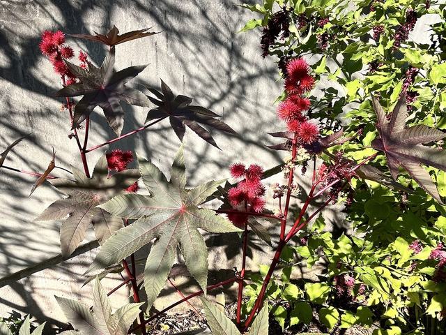 Wunderbaum (Rizinus), Ricinus communis L.