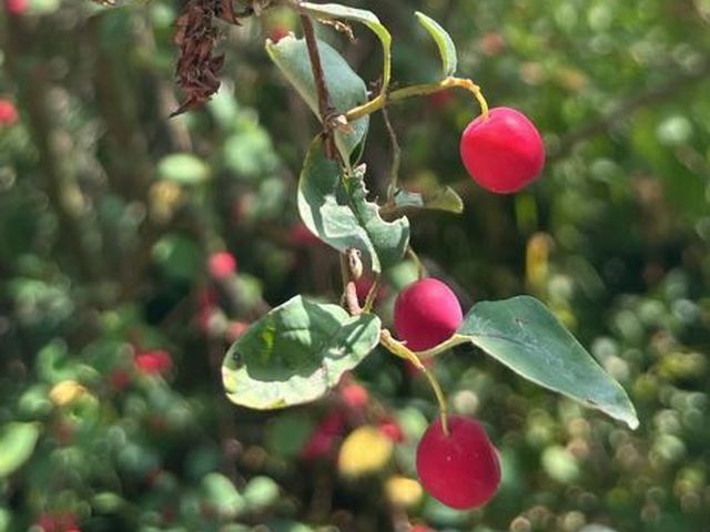 Gewöhnliche Zwergmispel, Cotoneaster integerrimus Medik.