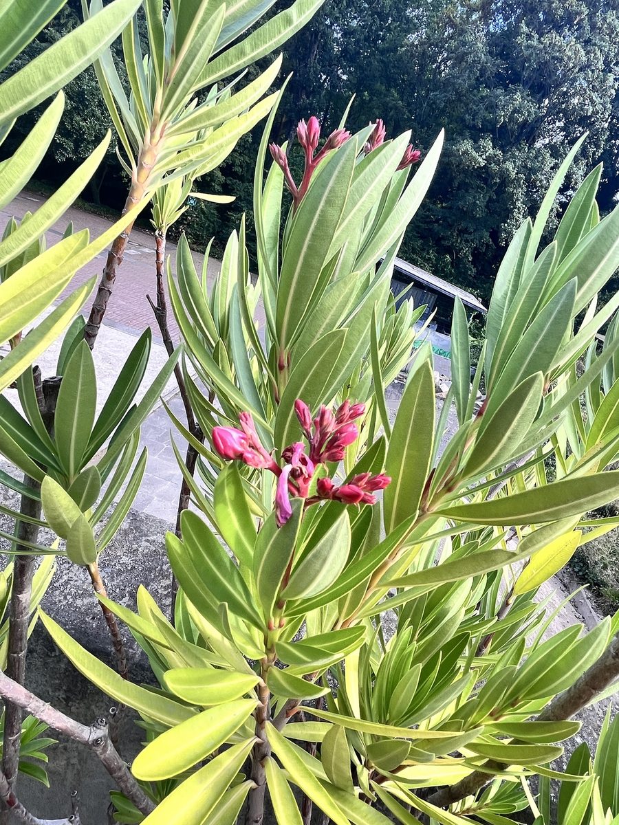 oleander