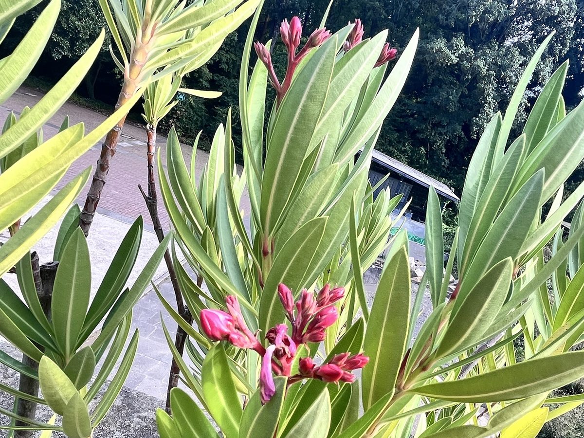 Oleander