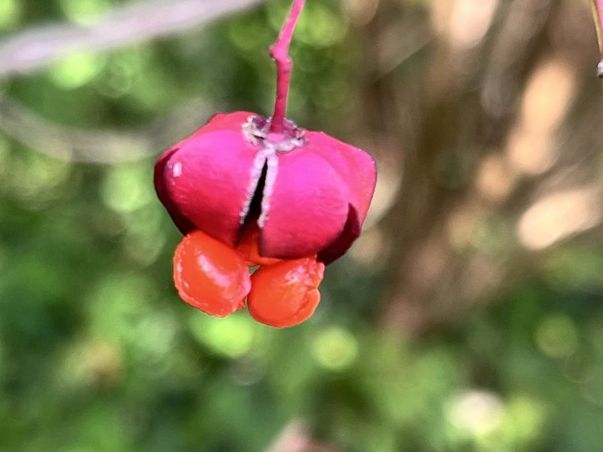 Breitblättriges Pfaffenhütchen, Euonymus latifolius (L.) Mill.