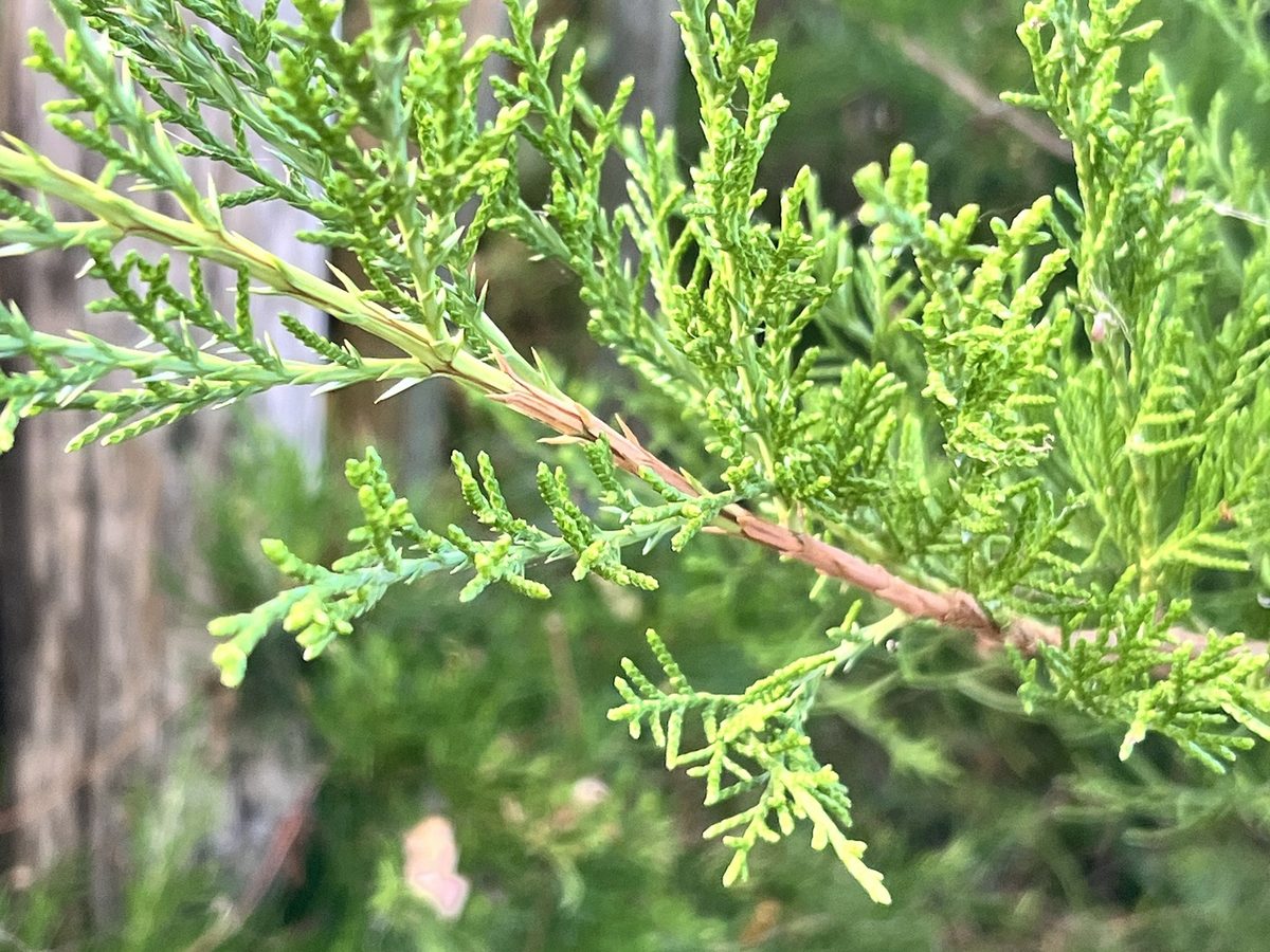 Sadebaum