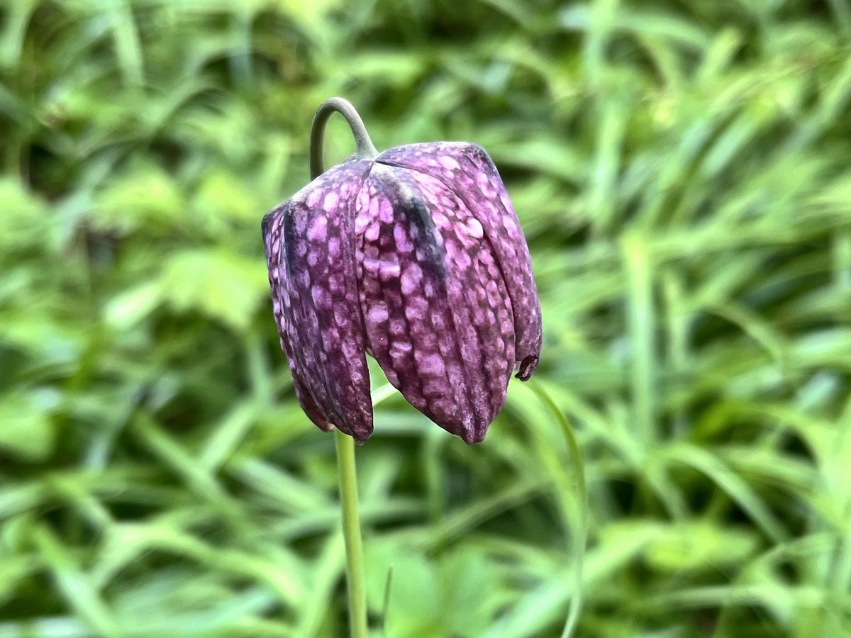 Schachblume