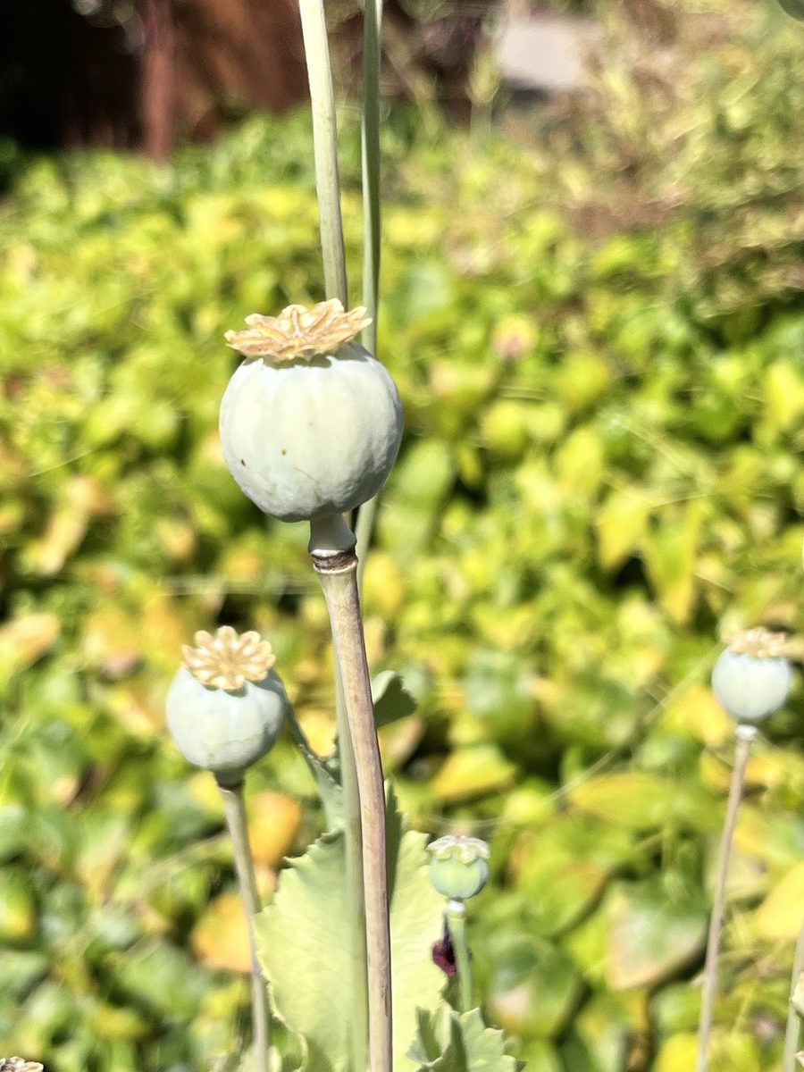 schlaf-mohn