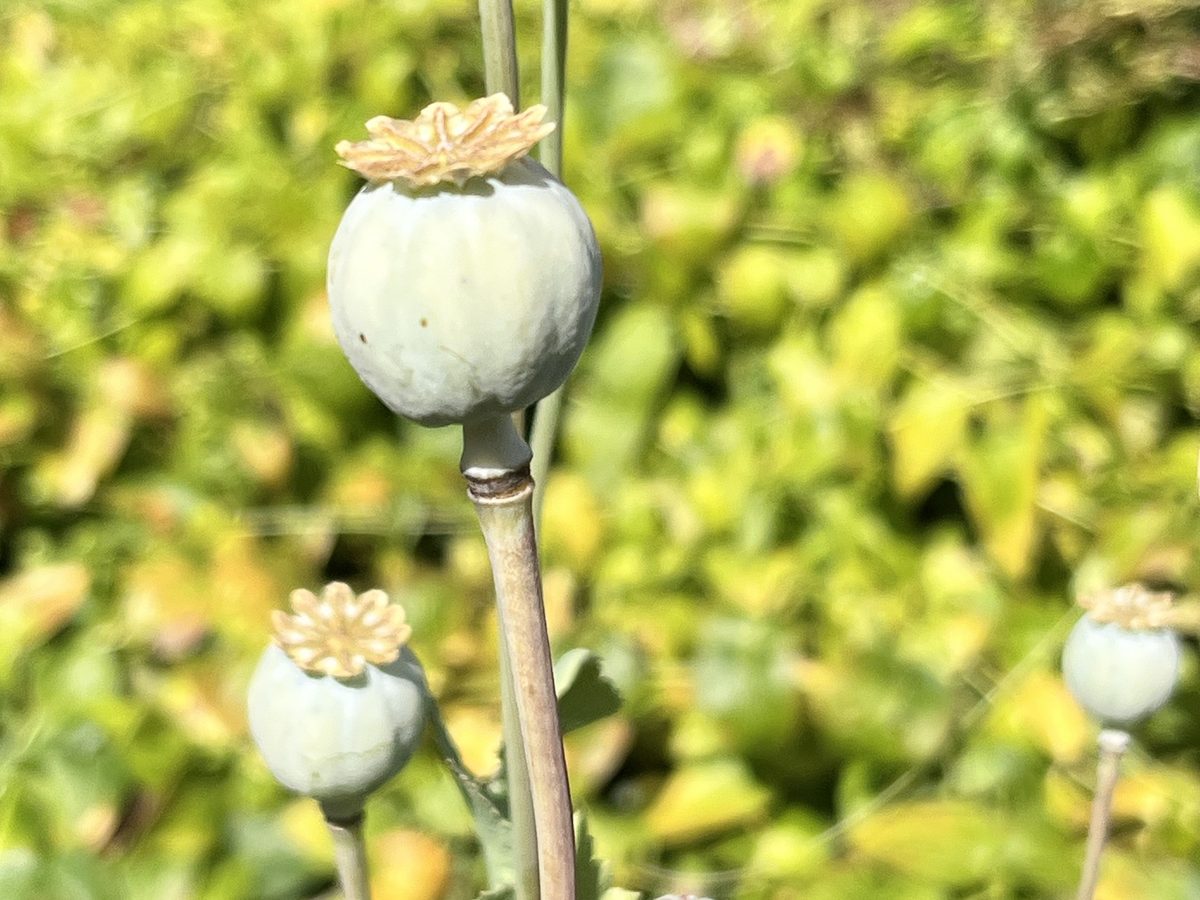 Schlaf-Mohn
