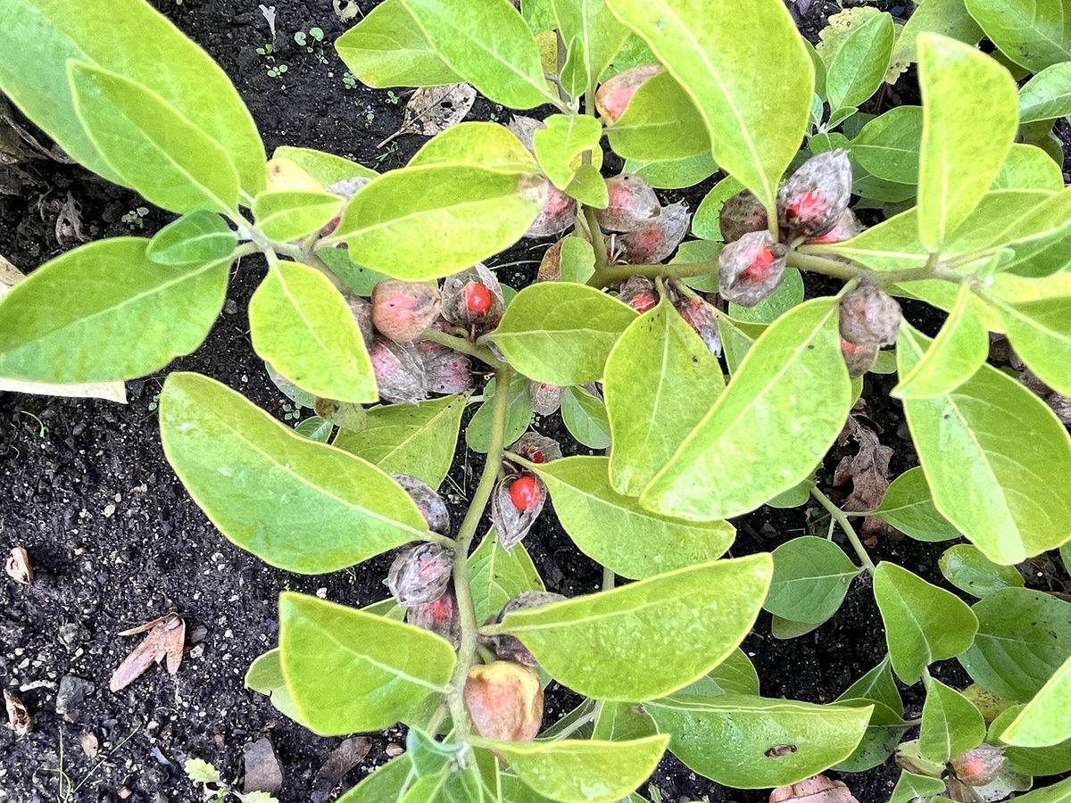 Schlafbeere