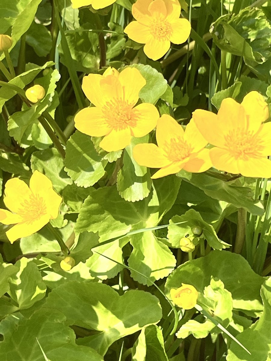 sumpf-dotterblume